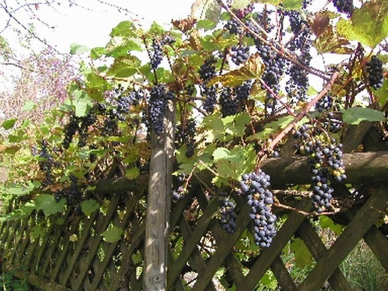 images/Wein1.jpg